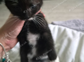 Mixed bread kittens