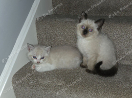 Ragdoll kittens