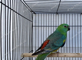 Redrump Parrot