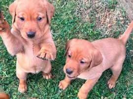 **Labrador Retriever Puppies &ndash; Little Explorers, Loyal Hearts**