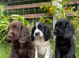 Sprocker Puppies Cocker Spaniel X Springer Spaniel
