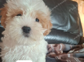 Shichon puppies
