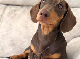 2 x Female Minature Dachshund for sale