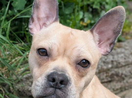 Frenchie cross miniature bull dog