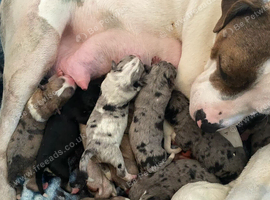 Staff cross Alaskan malamute puppies