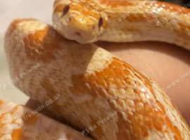Female 7 year old corn snake with set up.