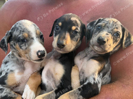 Stunning Merle Lurcher puppies!! Dogs only!!