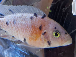 Selection of adult cichlids