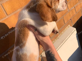 Stunning male bocker puppy ready now