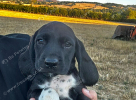 Bavarian mountain hound cross english springer spaniel