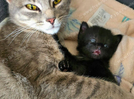 Beautiful babies