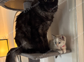6.5kg male main coon 9 months