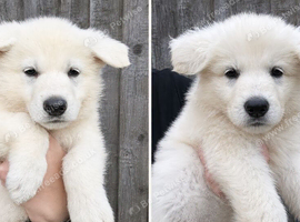 KC White Swiss Shepherd puppies Champion Bloodline