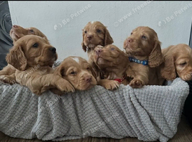 Working Cocker Spaniel Intelligent Energetic Puppies