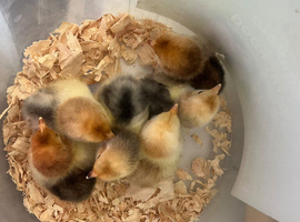 Pure bred Pekin chicks