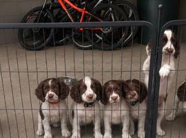 English Springer Spaniels