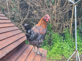 Copper Maran Cockerel for sale