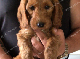Handsome f2 cockapoo boys