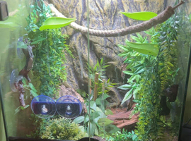 3 Laying Mourning Geckos