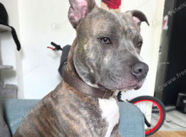 Chase 2 year old staffordshire bull terrier/ French bulldog