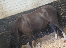 2 year old male pony