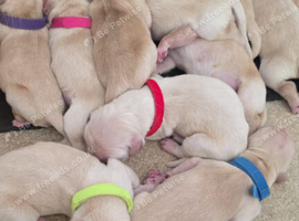 Beautiful Golden puppies