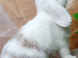 Mini lop