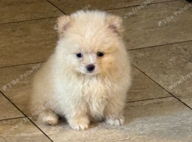 Pomeranian pup girl