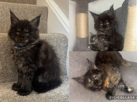 We have a stunning litter of 7 Maine Coon kittens available to reserve &ndash; 4 girls & 3 boys, currently 4 weeks old.
