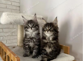 Beautiful Maine Coon kittens