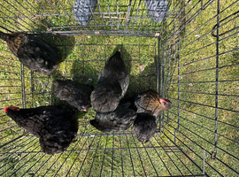 Bantam Pekin
