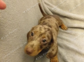 Miniature dachshund boys