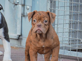 5 star Licensed, olde English bulldog, old tyme bulldog