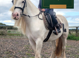 Loveable 14hh Allrounder Cob