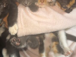 Kittens