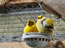 Budgies