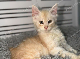 Stunning TICA Maine Coon Kittens Active & Non Active