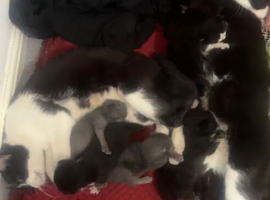 Cheap Kittens for sale