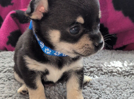 Chihuahua Puppies looking for forever homes
