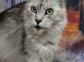 Re-home Mince coon.