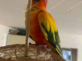 Baby sun conure