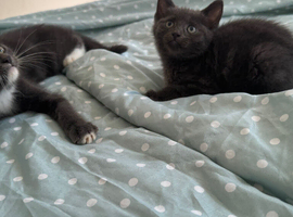 2 kittens