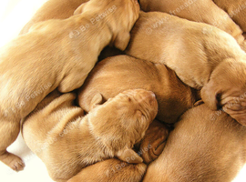 HUNGARIAN VIZSLA PUPS FOR SALE (KC REG PEDIGREE ) HOME-REARED SCOTLAND