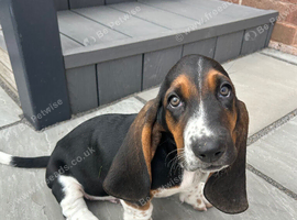 Basset hound