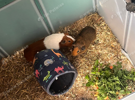 New home for cocoa and peanut