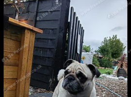 Pug 14 months old lovely boy