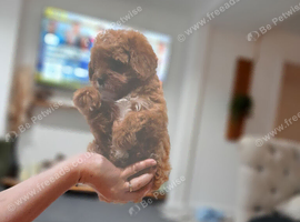 F1  toy cavapoo ready now