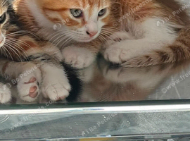 Beautiful kittens