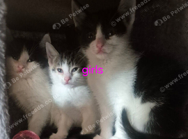 Gorgeous kittens ready for new forever loving homes