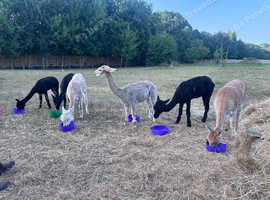 3 Female Alpacas